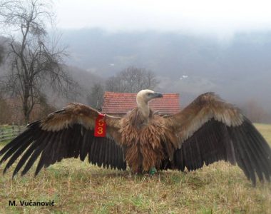 Griffon Vulture Rescue Action