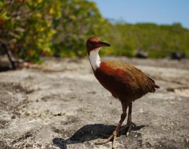 Extinct Species Of Bird Came Back From The Dead, Scientists Find