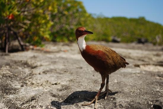 Extinct Species Of Bird Came Back From The Dead, Scientists Find