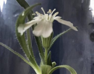 32,000-Year-Old Plant Brought Back To Life—Oldest Yet
