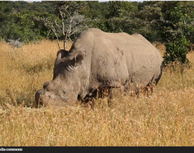 Endangered Species Of Rhinoceros Rescued