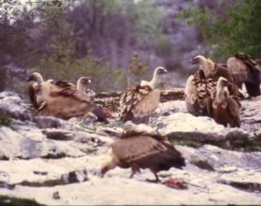 Monitoring The Governments For Griffon Vultures And Other Wild Animals