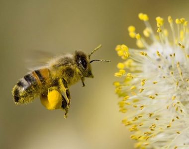 Povodom 20. Maja, Svetskog Dana Pčela: Kako Izgleda Biti Pčela?