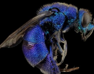 Florida’s Rare Blue Bee Rediscovered At Lake Wales Ridge