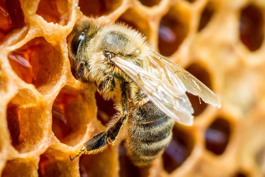 Beč Evropski Predvodnik U Zaštiti Pčela