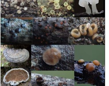 SENZACIONALNO OTKRIĆE: Mikolozi U Blagaju Otkrili četiri Rijetke Gljive
