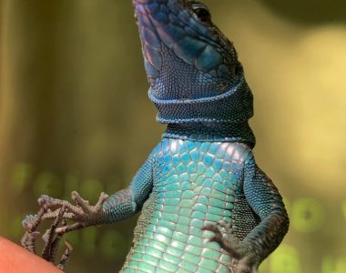 Povodom Dana Planete Zemlje – Glas Prirode Iz Blagaja