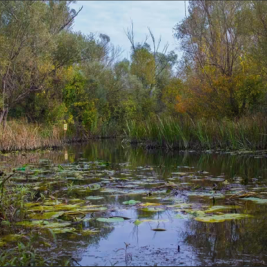 Danas Obilježavamo Svjetski Dan Močvarnih Staništa, Znate Li Koliko Ih Je U BiH