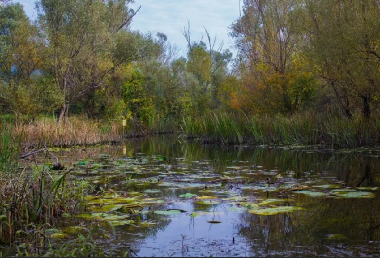 Danas Obilježavamo Svjetski Dan Močvarnih Staništa, Znate Li Koliko Ih Je U BiH