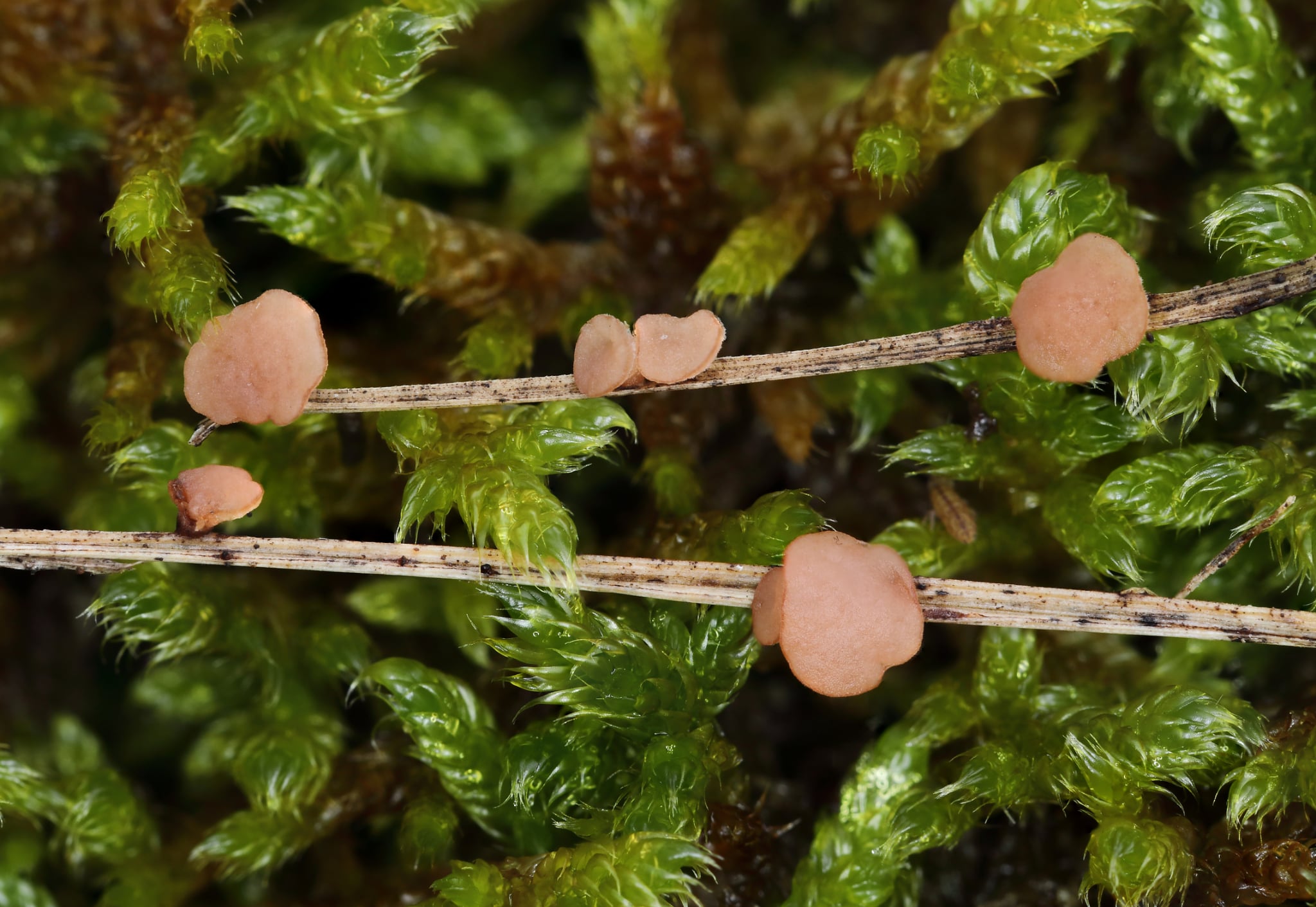 BLAGAJ PONOVO U FOKUSU NAUKE: OTKRIVENE RIJETKE I ZA REGION NEVIĐENE VRSTE GLJIVA