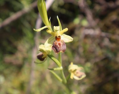 JOŠ JEDNO OTKRIĆE U BLAGAJU: PRONAĐENA NOVA VRSTA ZA FLORU BOSNE I HERCEGOVINE – JADRANSKA KOKICA (Ophrys Archipelagi Gölz & H.R.Reinhard)