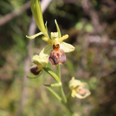 JOŠ JEDNO OTKRIĆE U BLAGAJU: PRONAĐENA NOVA VRSTA ZA FLORU BOSNE I HERCEGOVINE – JADRANSKA KOKICA (Ophrys Archipelagi Gölz & H.R.Reinhard)